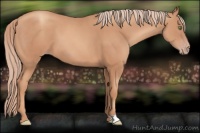 Horse Color:Gold Champagne 
