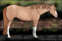 Horse Color:Gold Champagne 
