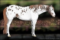 Horse Color:White Spotted Liver Chestnut Appaloosa Rabicano