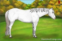 Horse Color:Grullo Splash Appaloosa Rabicano 