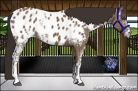 Horse Color:White Spotted Liver Red Dun Appaloosa 