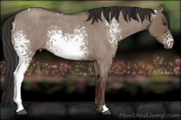 Horse Color:White Spotted Liver Red Dun Roan 