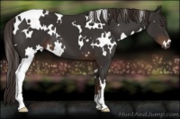 Horse Color:White Spotted Liver Chestnut