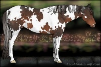 Horse Color:White Spotted Liver Chestnut 