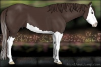 Horse Color:Liver Chestnut Splash 