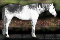 Horse Color:White Spotted Liver Chestnut Rabicano 
