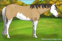Horse Color:Buckskin Splash 