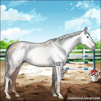 Horse Color:Gray Bay 