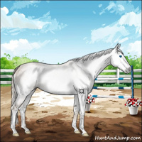 Horse Color:Gray Chestnut Splash