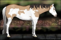 Horse Color:Bay Dun Splash Frame