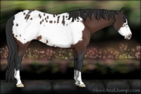 Horse Color:Brown Frame Near Leopard 