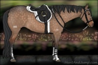 Horse Color:Brown Dun Sabino 