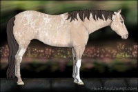 Horse Color:Amber Champagne Ice Rabicano 