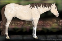 Horse Color:Amber Champagne Ice Dun 