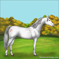 Horse Color:Gray White Spotted Grullo 