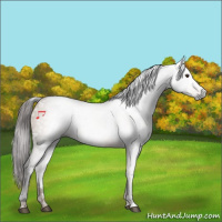 Horse Color:Gray White Spotted Liver Red Dun 
