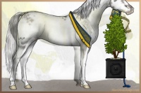 Horse Color:Liver Red Dun Onyx Mushroom Sabino Splash 