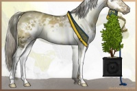 Horse Color:White Spotted Chocolate Palomino Dun Mushroom Splash Frame 