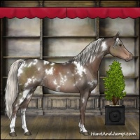 Horse Color:White Spotted Liver Chestnut Mushroom Sabino Rabicano