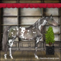 Horse Color:Platinum White Spotted Liver Chestnut Rabicano 
