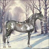 Horse Color:Platinum White Spotted Chocolate Palomino 