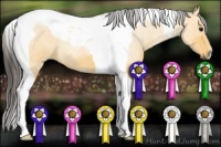 Horse Color:Buckskin Tobiano