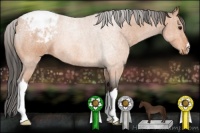 Horse Color:Bay Appaloosa