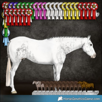 Horse Color:Smoky Black Tobiano  and Chestnut Appaloosa