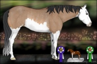 Horse Color:Bay Dun Sabino Splash Rabicano