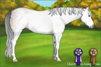 Horse Color:Gray Buckskin Sabino Splash Appaloosa 