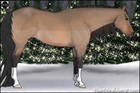Horse Color:Bay Dun