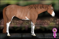 Horse Color:Chestnut Sabino Rabicano