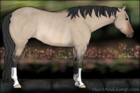 Horse Color:Bay Dun Rabicano 