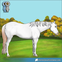 Horse Color:Bay Tobiano Varnish Rabicano 