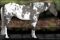 Horse Color:White Spotted Grullo Appaloosa Rabicano
