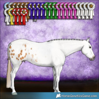 Horse Color:Gray Buckskin Tobiano Blanket Rabicano 