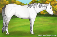 Horse Color:Gray Bay Dun Sabino Rabicano