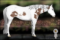 Horse Color:White Spotted Bay Splash Tobiano Appaloosa Rabicano 