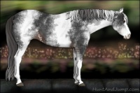 Horse Color:White Spotted Liver Chestnut 
