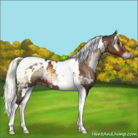 Horse Color:White Spotted Liver Red Onyx Mushroom Tobiano 