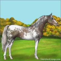 Horse Color:Liver Chestnut Mushroom Sabino Tobiano
