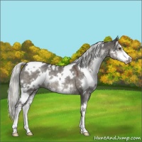 Horse Color:White Spotted Liver Red Dun Mushroom Sabino 