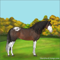Horse Color:Liver Red Roan Splash Varnish Rabicano 