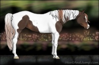 Horse Color:Liver Chestnut Tobiano 