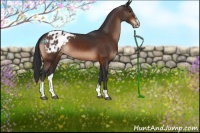 Horse Color:Bay Sabino Appaloosa 