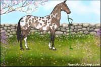 Horse Color:Brown Dun Blanket Rabicano 