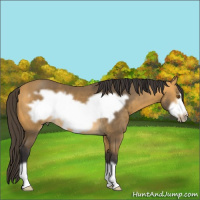 Horse Color:Buckskin Frame 