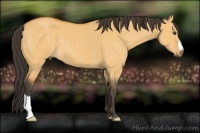 Horse Color:Buckskin Dun 
