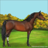 Horse Color:Brown 