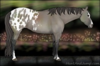 Horse Color:Grullo Sabino Blanket Rabicano 